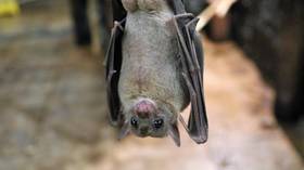 Indian scientists discover new type of coronavirus in two species of fruit BAT