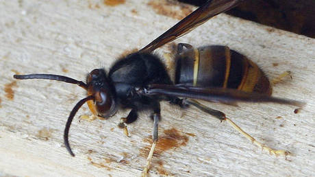 FILE PHOTO: An Asian hornet