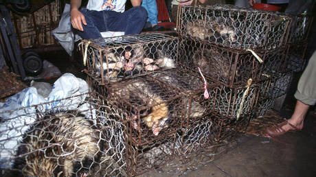 FILE PHOTO. Live Indian Civets for sale at a Chinese wet market.