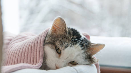 Not just humans: Moscow quarantines CAT after it tests positive for Covid-19