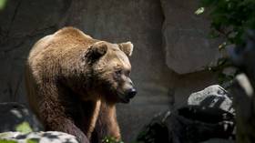  Drunk man tries to kill BEAR in Warsaw zoo just one day after coronavirus lockdown lifted