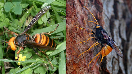 (L) The Asian giant hornet © Wikipedia / I, KENPEI; (R) Giant horntail © Wikipedia / Yerpo