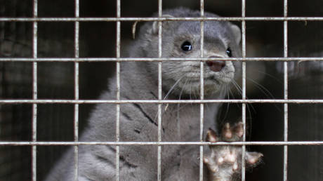 FILE PHOTO: A young mink looks out from its cage at a mink farm in Jyllinge April 1, 2009.© Reuters/Bob Strong