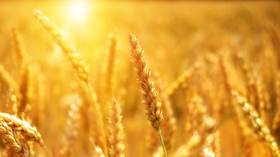 Russia on track to have one of its largest-ever grain harvests Russia on track to have one of its largest-ever grain harvests