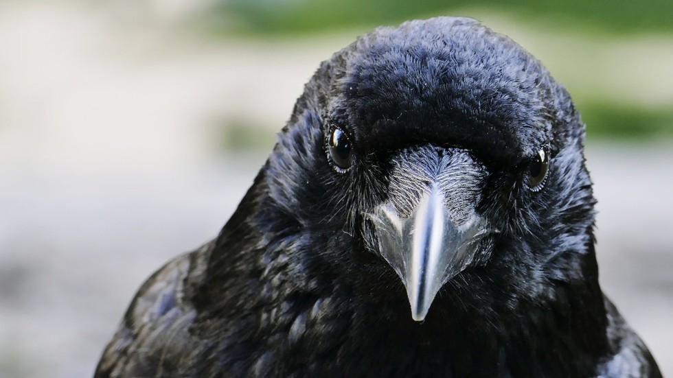 Not so bird-brained: Scientists prove crows are capable of conscious thought for 1st time