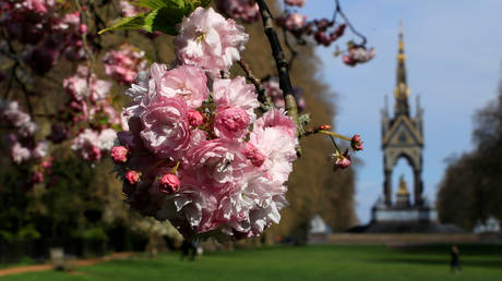 FILE PHOTO: A cherry tree blossoms near the Albert Memorial in Hyde Park in London © Reuters / Gonzalo Fuentes