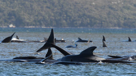 © AAP Image /The Advocate Pool / Brodie Weeding / Reuters