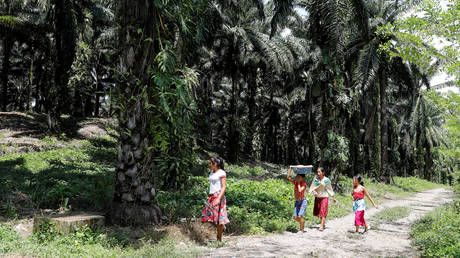FILE PHOTO: An African palm oil plantation REUTERS/Luis Echeverria