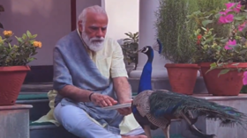 Rahul Gandhi slams Indian PM Modi for being ‘busy with peacocks’ amid alarming Covid-19 numbers