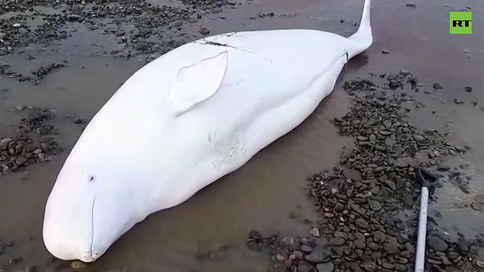 Three stranded Beluga whales saved in remote Russian Far East after dramatic solo rescue operation by hero local inspector