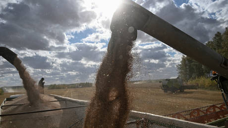 FILE PHOTO: A field of Triticum farm in Omsk region, Russia © Reuters / Alexey Malgavko