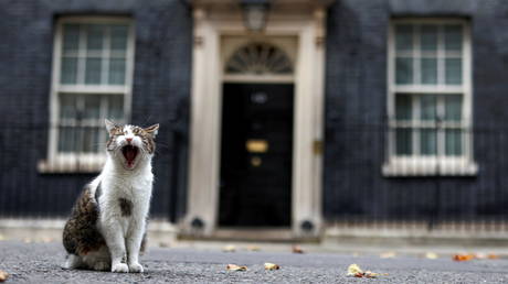 Larry the cat yawns outside Downing Street in London, Britain, October 19, 2020. © Reuters / Simon Dawson