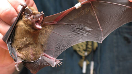 Bat banding at the ornithological station of the Zoological Institute of the Russian Academy of Sciences on the Curonian spit.