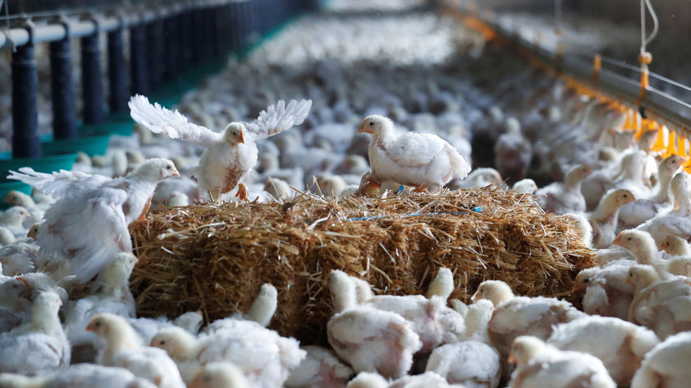 215,000 chickens are disposed of after bird flu is detected on a Dutch farm – Ministry of Agriculture — NY Pilot World News