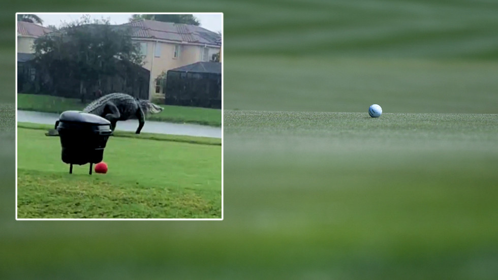 'This year isn't over yet': Terrified viewers say Florida is Jurassic Park as GIANT ALLIGATOR filmed prowling golf course (VIDEO)
