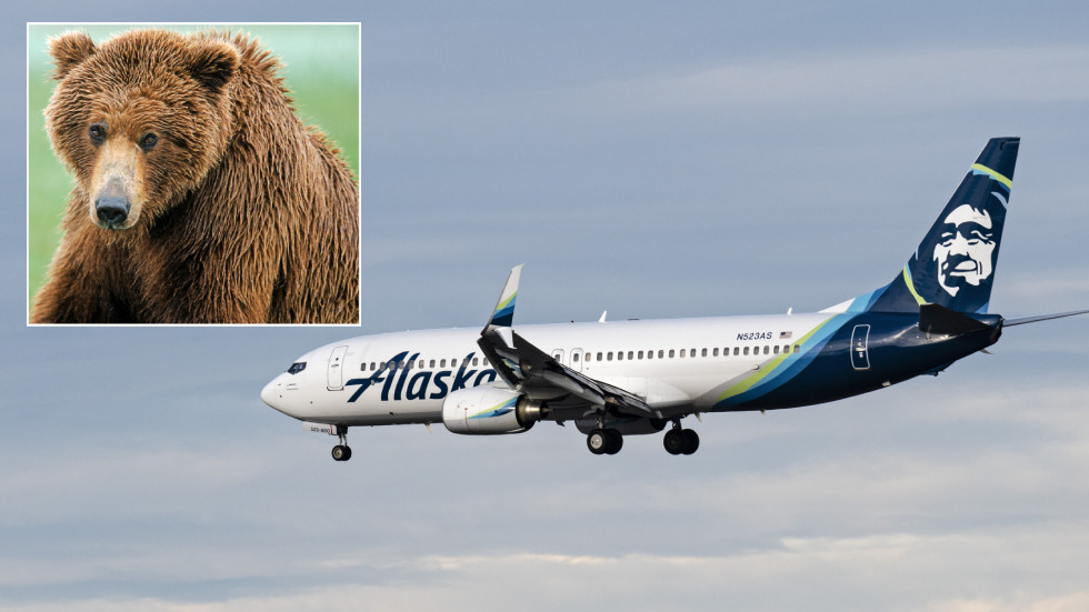 Grizzly end for brown bear in collision with passenger jet during