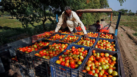 A farmer arranges harvested tomatoes in a tractor trolley on the outskirts of Ahmedabad, India