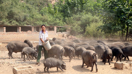 A worker feeds pigs at a farm in Xibaishan village in Hebei province, China © Reuters
