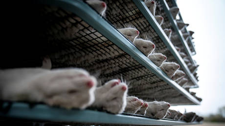 Culled mink are seen at the farm of Henrik Nordgaard Hansen and Ann-Mona Kulsoe Larsen near Naestved, Denmark, (FILE PHOTO) © Ritzau Scanpix/Mads Claus Rasmussen via REUTERS.