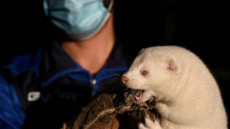 A mink held by its breeder (FILE PHOTO) © REUTERS/Alexandros Avramidis