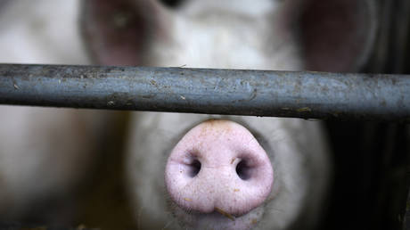 German pig farmers lose 1.5 billion euros as industry takes double hit from Covid-19 &amp; swine fever