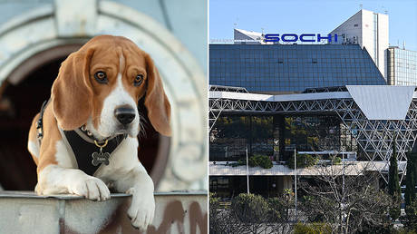 Sochi Airport forced to apologize after staff were recorded &lsquo;provoking&rsquo; and &lsquo;teasing&rsquo; Instagram-famous dog