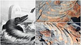Seven-year-old boy in Russia’s Far East stumbles on remains of gigantic DINOSAUR that roamed oceans 250 million years ago (PHOTOS)