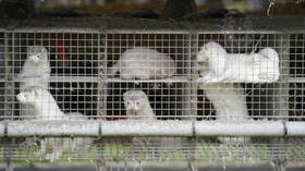 WHO probing Covid-19 MUTATION in minks after massive Denmark outbreak & decision to cull 15 million animals