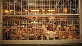 Dutch slaughter 190,000 chickens following highly-contagious bird flu break-out at poultry farms