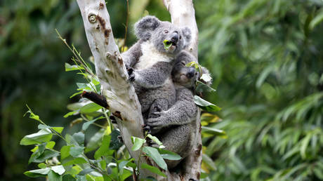 Australia&rsquo;s 2019 bushfire crisis killed or harmed more than 60,000 koalas &mdash; WWF