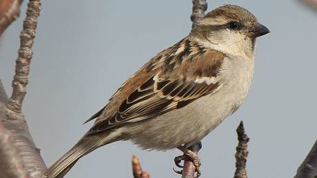 Toucan play that game: Sparrows found to mimic human behavior by using preventative medicine to protect their young