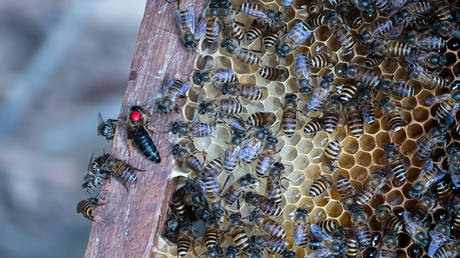 On the Origin of Feces: Bees observed using animal dung as defensive tool against giant hornets in scientific first