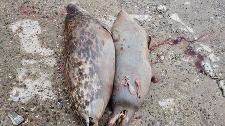 Hundreds of endangered seals mysteriously found dead on shores of Russia&rsquo;s Caspian Sea, and nobody knows why