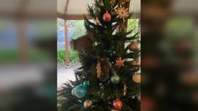 ‘Only in Oz’: Australian family finds KOALA in their Christmas tree (PHOTOS, VIDEO)