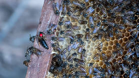 On the Origin of Feces: Bees observed using animal dung as defensive tool against giant hornets in scientific first