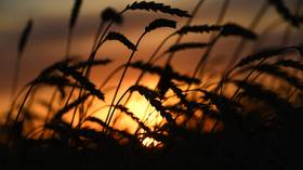Russia considers grain export quota to stabilize domestic food prices