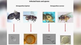 Danes discover PREDATOR FUNGUS that keeps fly victims alive & active to spread spores to others