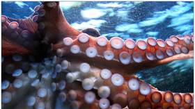 Scientists capture octopus PUNCHING fish, apparently out of SPITE, in bizarre VIDEO