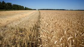 Sales of Russian grain surge despite strict export limits due to pandemic crisis