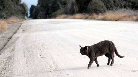 FILE PHOTO. A cat pictured strolling in Chile.