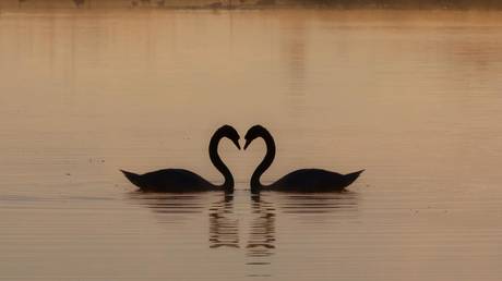 World economy facing new &lsquo;black swans,&rsquo; head of Russia&rsquo;s sovereign wealth fund warns