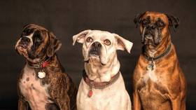 Will staff ‘dog collars’ that buzz be the new workplace accessory in coronavirus era? Boom Bust finds out