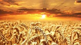 Russia doubles wheat export duty to stabilize domestic food prices