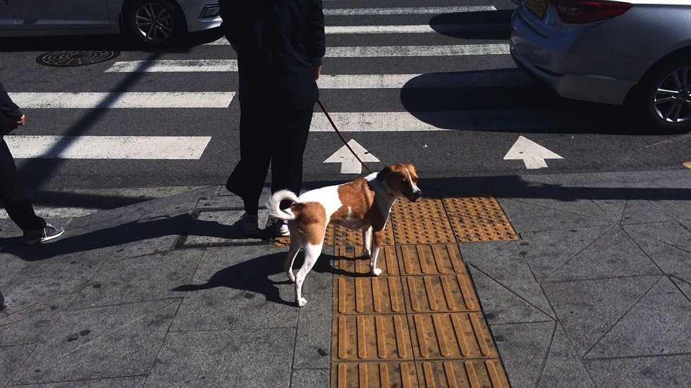 Nachdem das Land den ersten Covid-Fall bei einer Hauskatze bestätigt hat beginnt Seoul mit dem Testen von Haustieren auf Covid-19