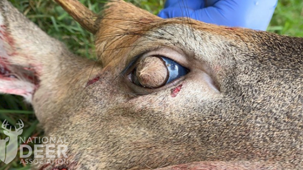 Deer developed HER EYEBALLS due to a rare, astonishing condition – RT USA News