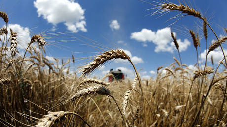 Russia needs regulations for grain exports to control rising food prices &ndash; Putin