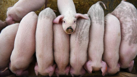 FILE PHOTO. Young pigs are seen at a farm in China.