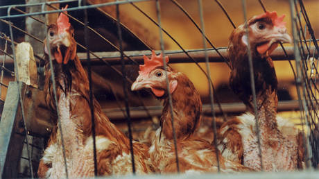 FILE PHOTO. Hens at a poultry farm in the Moscow Region.© Sputnik