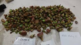 Cactus if you can: Woman who tried to smuggle 1,000 CACTI & succulents in her stockings sentenced in New Zealand