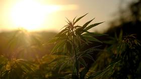 Weed is the new WallStreetBets darling: Marijuana stocks flying high thanks to Reddit-fueled rally